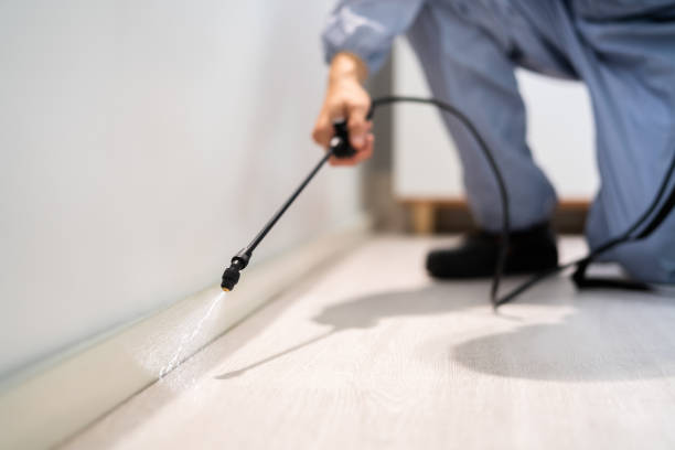 Best Flea Control Services  in Douglass Hills, KY