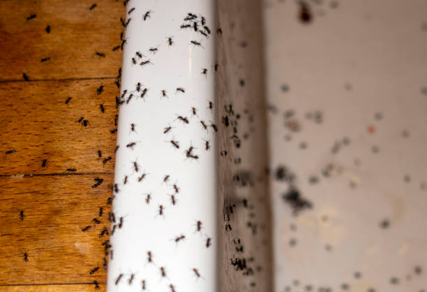 Best Affordable Pest Control Services  in Douglass Hills, KY