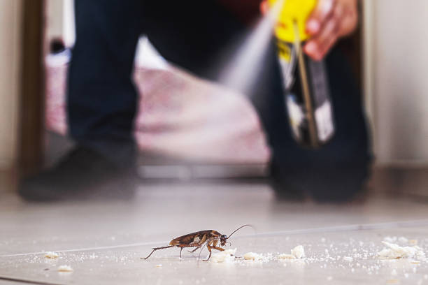 Best Wasp Removal Services  in Douglass Hills, KY